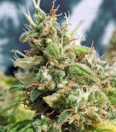 Point of No Return regular (Mandala Seeds) Cannabis-Samen