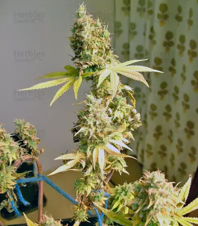 Psicodelicia (Sweet Seeds) Cannabis-Samen