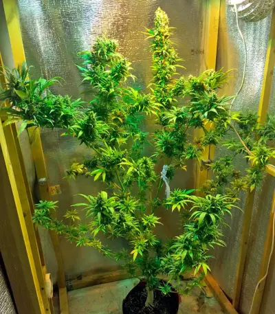 Wild Thailand (World of Seeds) Cannabis-Samen
