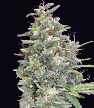 G13 Haze Regular (Barney's Farm) Cannabis-Samen