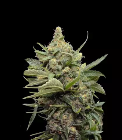 MAXI GOM Auto (Grass-O-Matic) Cannabis-Samen