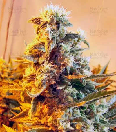 Skunk #1 regular (Dutch Passion) Cannabis-Samen