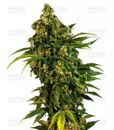 Auto MASS (Grass-O-Matic) Cannabis-Samen