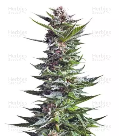 Shining Silver Haze (RQS) Cannabis-Samen