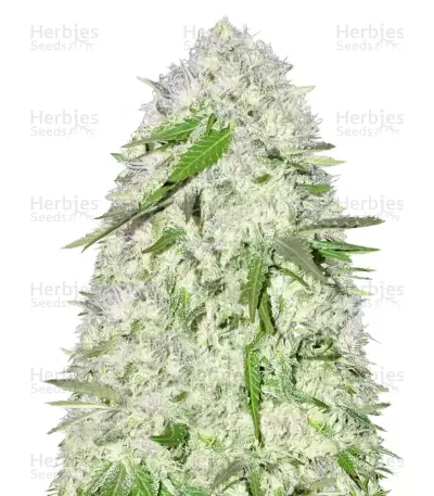 Sweet Harlem Diesel regular (Sumo Seeds) Cannabis-Samen