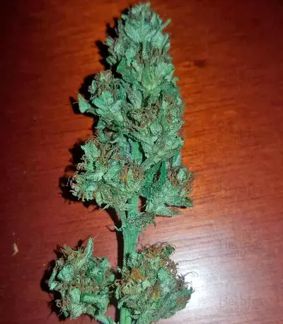 Colombian Gold (World of Seeds)