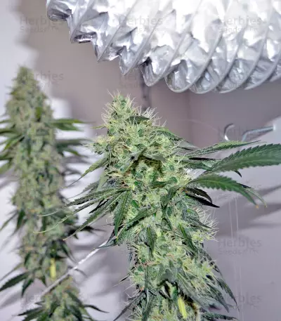 707 Headband (Humboldt Seeds Organization) Cannabis-Samen