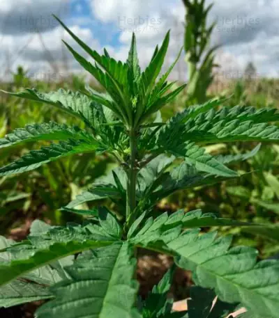 Dark Purple Auto (Delicious Seeds) Cannabis-Samen