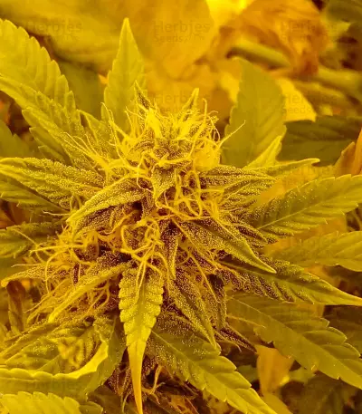 Auto New York City (Pyramid Seeds) Cannabis-Samen