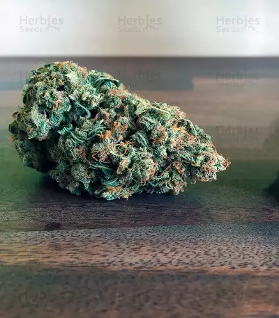 Auto Cinderella Jack (Dutch Passion) Cannabis-Samen