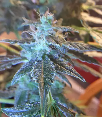 Chocolate Orange Auto (Dr. Krippling Seeds)