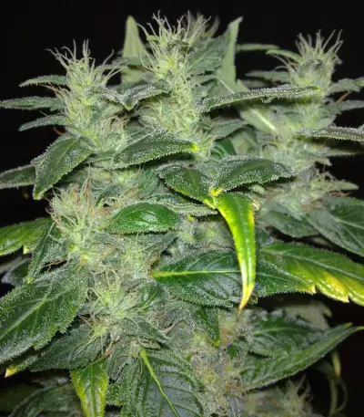 Dieseltonic (Resin Seeds) Cannabis-Samen