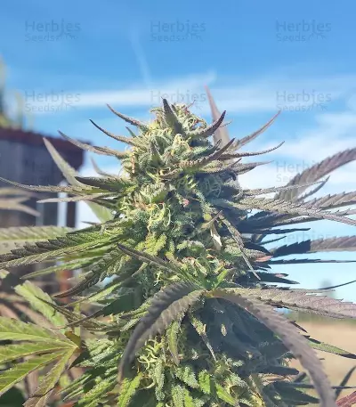 Grand Master Kush regular (Sumo Seeds) Cannabis-Samen