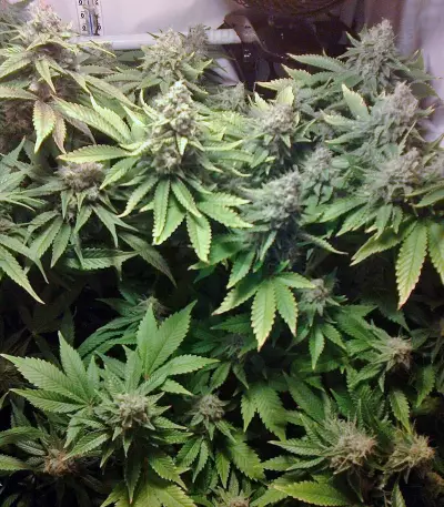 Ice Cream (Paradise Seeds) Cannabis-Samen