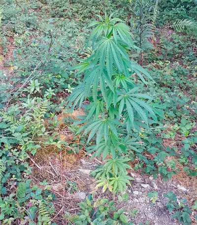Kilimanjaro (World of Seeds) Cannabis-Samen
