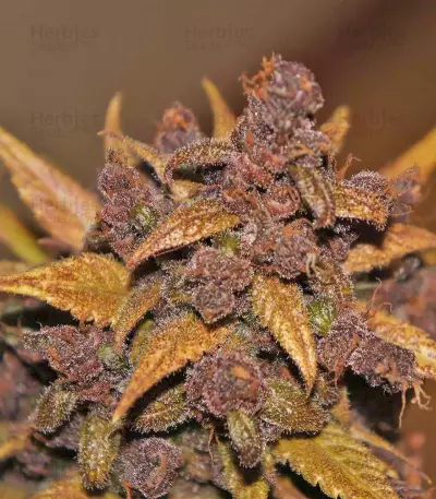 LSD-25 Auto feminisierte Samen