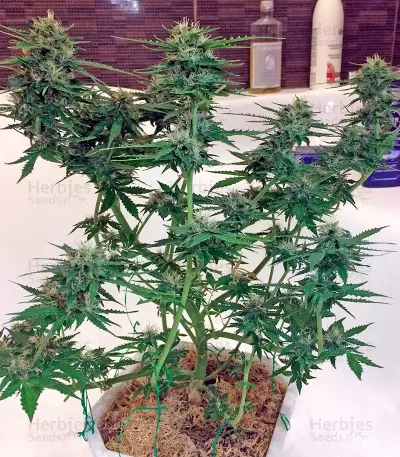 Northern Light X Skunk (World of Seeds) Cannabis-Samen