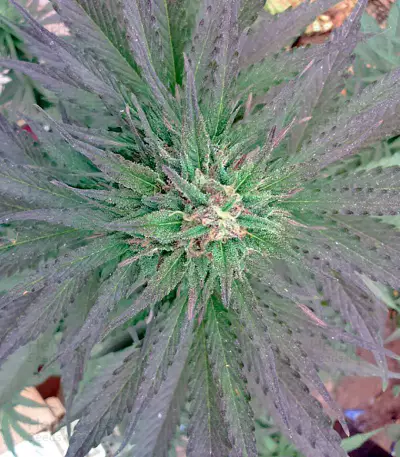 Northern Lights x Big Bud Ryder Auto (World of Seeds) Cannabis-Samen
