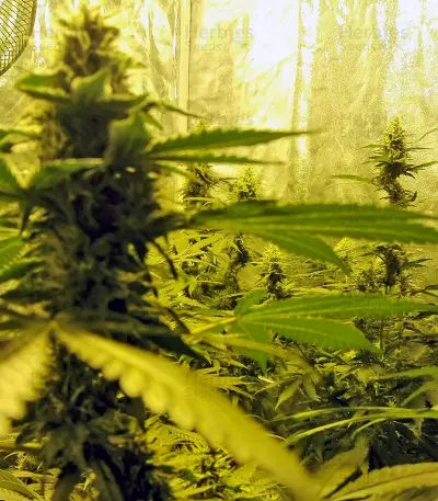 Northern Lights (Pyramid Seeds) Cannabis-Samen
