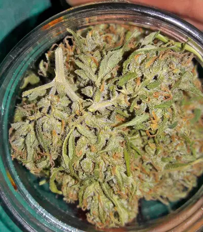 White Widow (00 Seeds) Cannabis-Samen