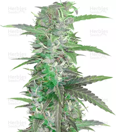 Auto Speed Bud (Female Seeds) Cannabis-Samen