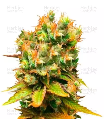 Honeybells CBD (Delicious Seeds) Cannabis-Samen