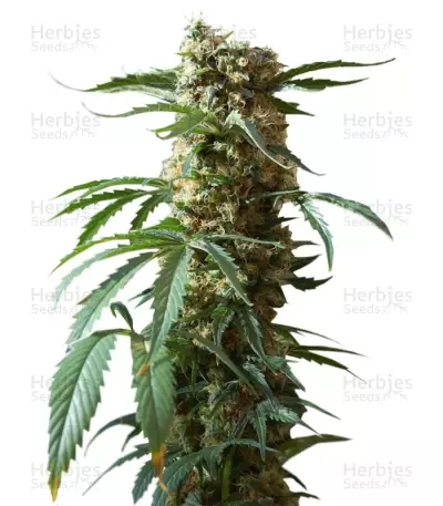 Kalichakra regular (Mandala Seeds) Cannabis-Samen