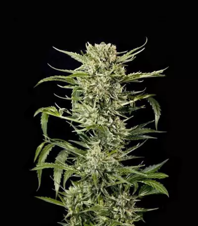 Auto MASS (Grass-O-Matic) Cannabis-Samen