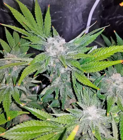 Northern Lights (00 Seeds) Cannabis-Samen