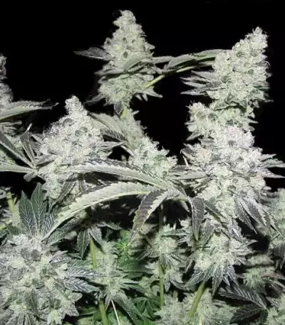 Pineapple Express Auto feminisierte Samen (Fast Buds)