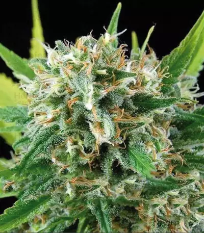 Amnesia (Vision Seeds) Cannabis-Samen