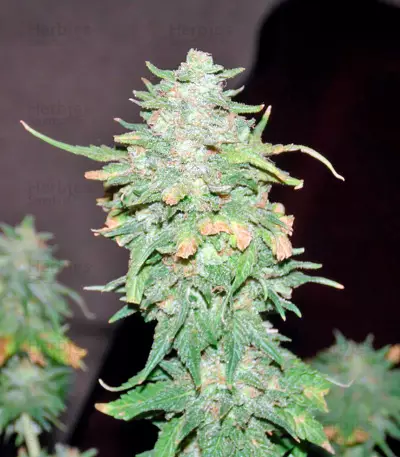 Afghan Kush X Yumbolt (World of Seeds) Cannabis-Samen