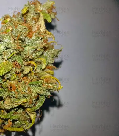 Auto Lennon (Pyramid Seeds) Cannabis-Samen