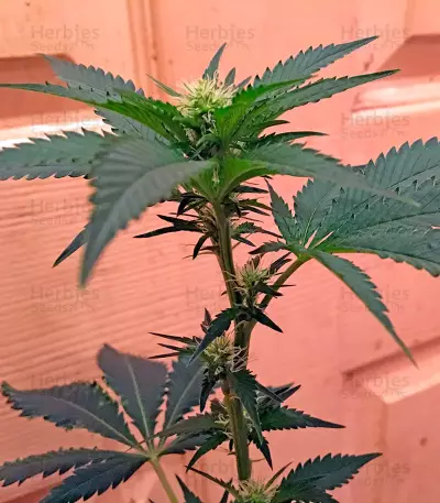 Chemdawg (Humboldt Seeds Organization) Cannabis-Samen