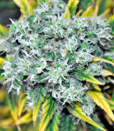 Damnesia (Strain Hunters)