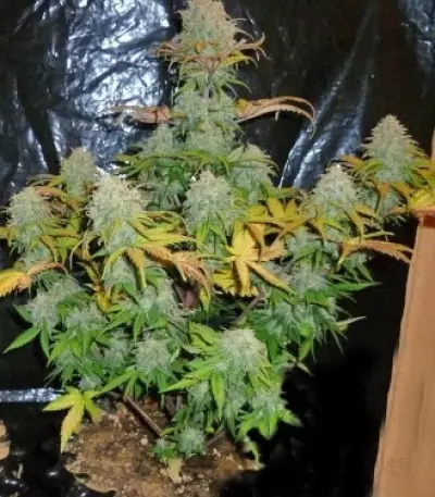 Diesel Automatic (RQS) Cannabis-Samen