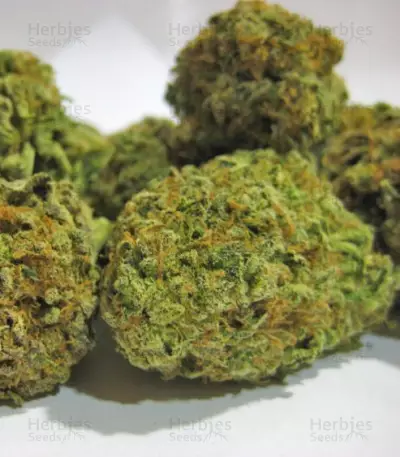 Hammershark (Resin Seeds) Cannabis-Samen