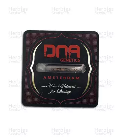 LA Confidential regular (DNA Genetics) Cannabis-Samen