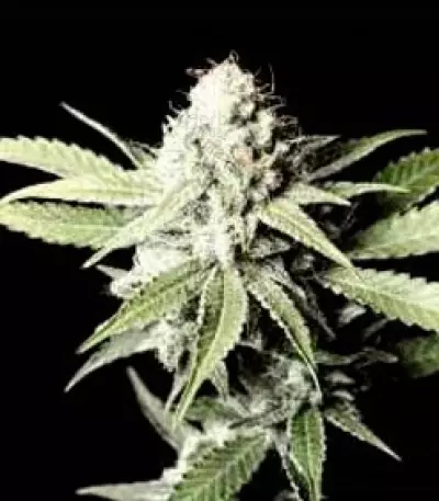 VIP Auto (VIP seeds) Cannabis-Samen