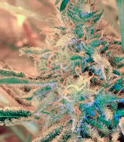 White Lemon (Strain Hunters) Cannabis-Samen