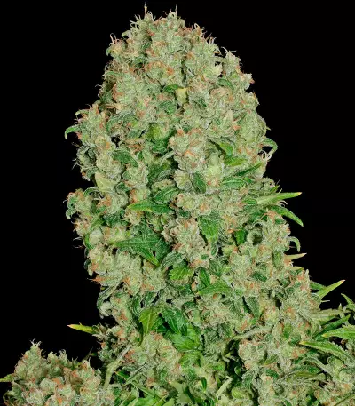 White Russian (Serious Seeds) Cannabis-Samen