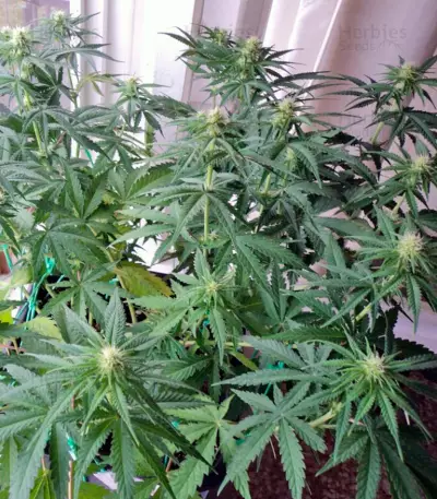 Big Foot (Sweet Seeds) Cannabis-Samen