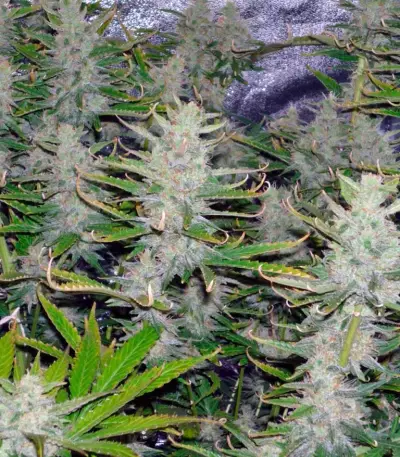 Cream Mandarine Auto (Sweet Seeds)