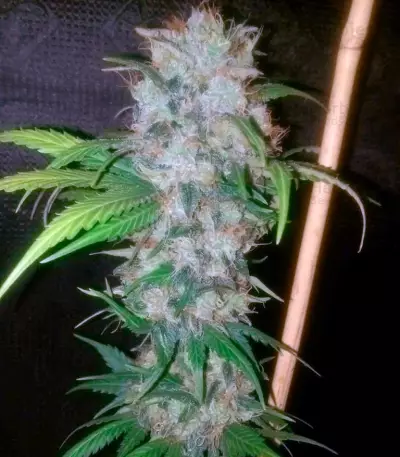 Cream Mandarine F1 Fast Version (Sweet Seeds)