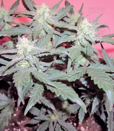 Green Poison Auto (Sweet Seeds) Cannabis-Samen