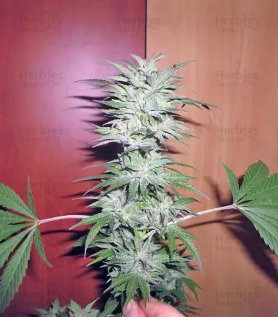 Power Plant (Dutch Passion) Cannabis-Samen