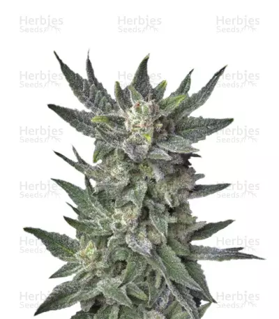 Auto Bubblegum (T.H. Seeds) Cannabis-Samen