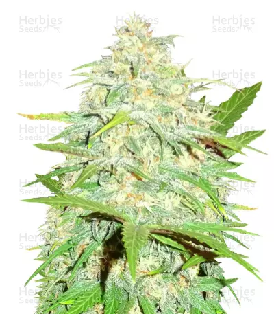 Cali Gangsta Kush (Sumo Seeds) Cannabis-Samen