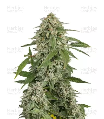White Widow Autoflowering (Dinafem Seeds) Cannabis-Samen