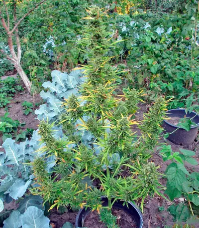 White Russian #1 Auto (Serious Seeds) Cannabis-Samen